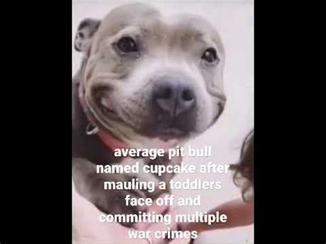 average pit bull named cupcake - YouTube