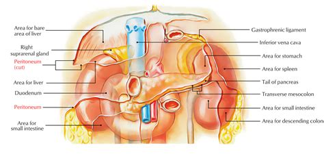 Peritoneum – Earth's Lab