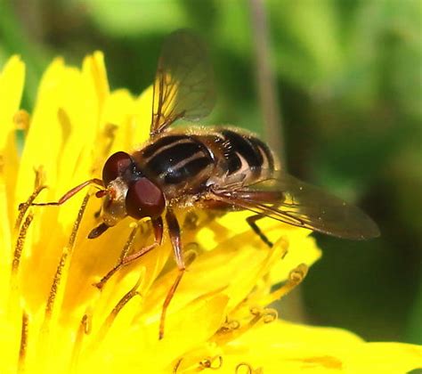 Anasimyia? - Anasimyia - BugGuide.Net