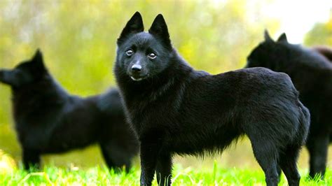 Schipperke - Ultimate Breed Facts You Need To Know! - YouTube