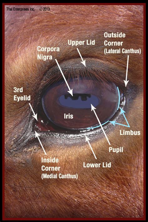 Vitals & Anatomy - Horse Side Vet Guide