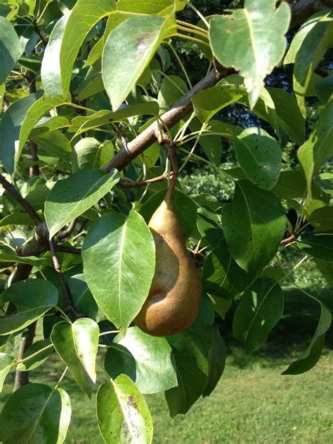 Pear tree | Pear varieties, Pear, Pear trees