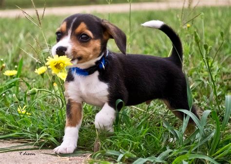 beagle puppy - Google Search | Cute beagles, Beagle puppy, Cute dogs