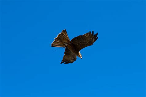 210+ Wedge Tailed Eagle Flying Stock Photos, Pictures & Royalty-Free ...