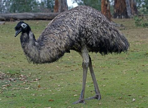 Emus are large, flightless birds that are able to run at high speeds thanks to their long legs ...