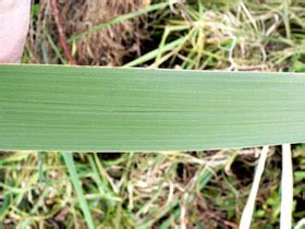 Zizania latifolia • New Zealand Plant Conservation Network