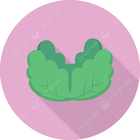Vegetable Vector Cabbage Icon Vector, Vector, Cabbage, Icon PNG and Vector with Transparent ...
