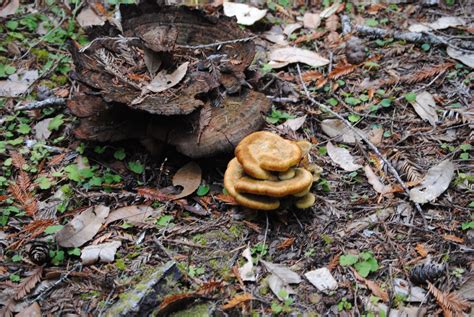 Dyer’s Polypore – Mendonoma Sightings