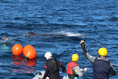 Two Rocks: Parks and Wildlife rescues humpback whale from ropes ...