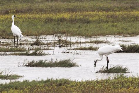 Best Bird Watching: Aransas Wildlife Refuge | Entertainment | victoriaadvocate.com