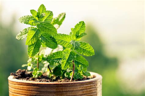 Are "medicinal herbs" really a thing? | | FyG Consultores