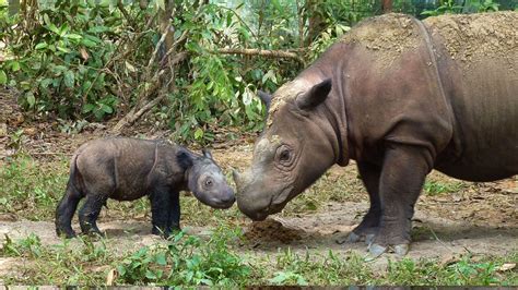 Rare for Millennia, Sumatran Rhinos On Brink of Extinction | Blog ...