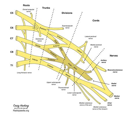 Ultrasound-Guided Interscalene Brachial Plexus Nerve Block – Core EM