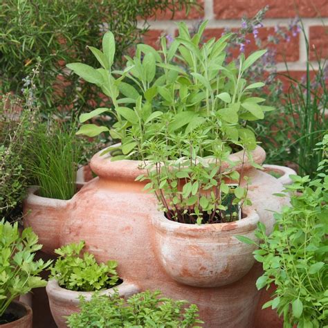 How to Successfully Grow Your Kitchen Herb Garden