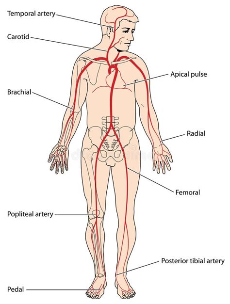 Major pulse points stock vector. Illustration of arteries - 61192885