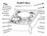 Plant Cell Coloring Worksheet By BioArt  Teachers Pay sketch template