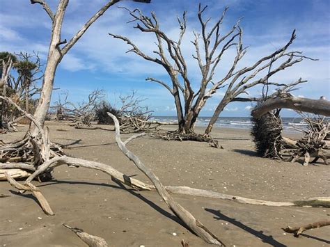 Botany Bay Plantation Heritage Preserve and Wildlife Management Area (Edisto Island) - 2020 All ...