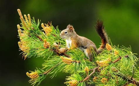 Squirrel on pine hd wallpaper | 2560x1600 | Gludy