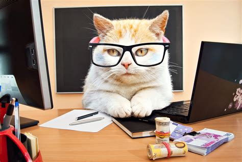 Top 62+ imagen office kitten - Abzlocal.mx