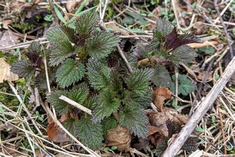 Stinging Nettle Fertilizer Tea - Free Organic Fertilizer Made From Weeds