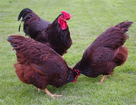 Top 10 Best Backyard Chicken Breeds | BackYard Chickens - Learn How to Raise Chickens