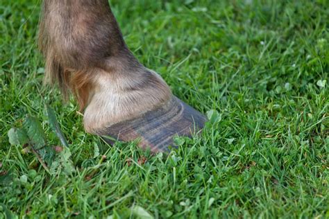 Laminitis in Horses: Causes, Symptoms, and Treatments - A-Z Animals