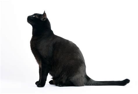 Royalty Free Beautiful Black Cat Sitting Pictures, Images and Stock Photos - iStock