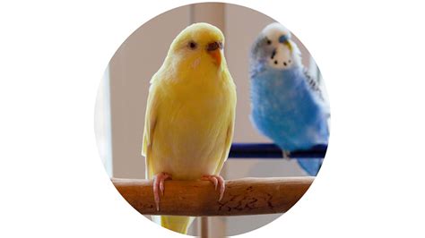 How to Tame (Train!) Your Budgie – Johnston & Jeff