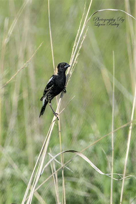 Minnesota Seasons - Bobolink