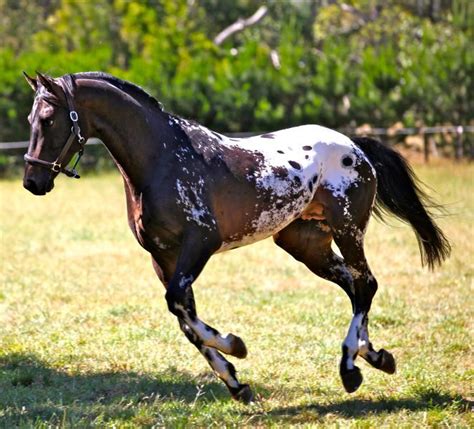 Appaloosa Blanket