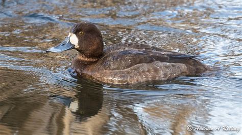 female greater scaup duck | Scudder Pond, Whatcom Falls Park… | Flickr