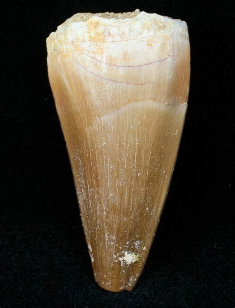 1.4" Fossil Mosasaurus Tooth (#12442) For Sale - FossilEra.com