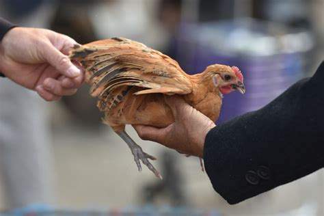 China records world's first human H3N8 bird flu death: WHO