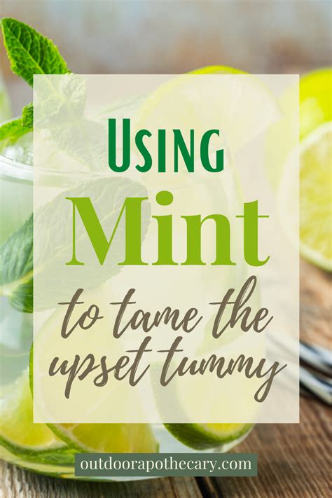 5 Amazing Health Benefits of Mint | Recipe in 2021 | Mint tea benefits ...