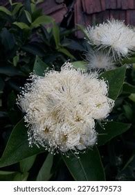 Jamrul Fruit Tree Photos and Images