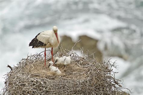 White Stork In Nest