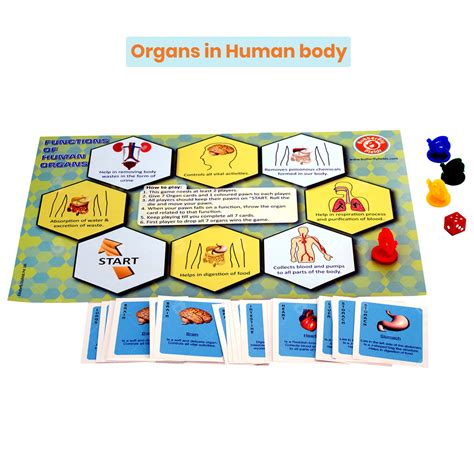 Organs & Organ Systems in Human Body