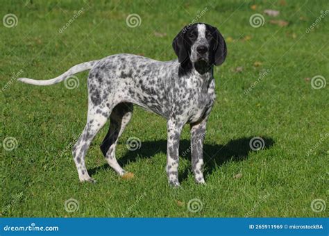 BRAQUE D AUVERGNE stock image. Image of grass, animal - 265911969