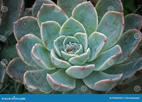 DESERT ROSE with WATER DROPS in CENTRE Stock Image - Image of centre ...