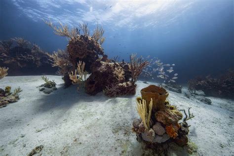 The 7 Best Places to Go Snorkeling in the Bahamas