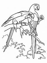2 parrots colouring Page  Clip Art Library sketch template