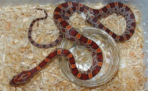 30+ Beautiful Corn Snake Morphs & Colors (With Pictures)