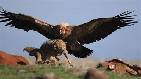 THIS IS HOW EAGLES HUNT - YouTube