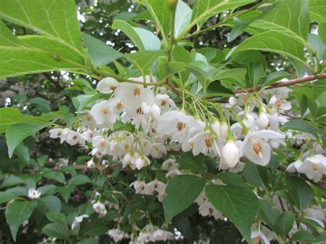 The Well-Watered Garden: Styrax japonica