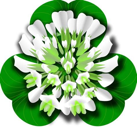 Clipart - White Clover Flower