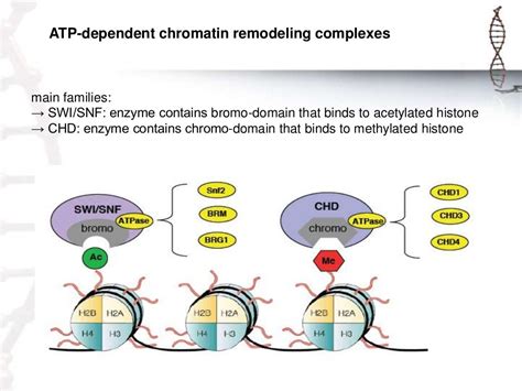 Chromatin remodeling