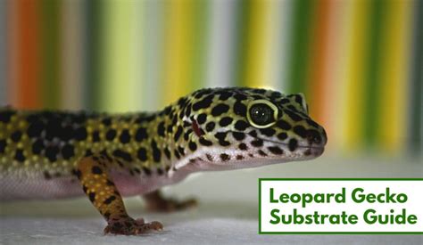 Leopard Gecko Substrate: How to Choose the Perfect Substrate (GUIDE)