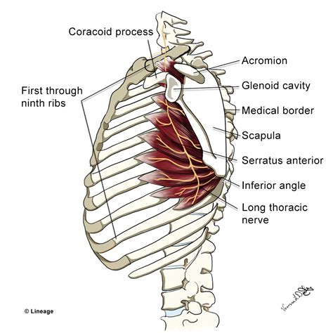 Long Thoracic Nerve - Orthopedics - Medbullets Step 2/3