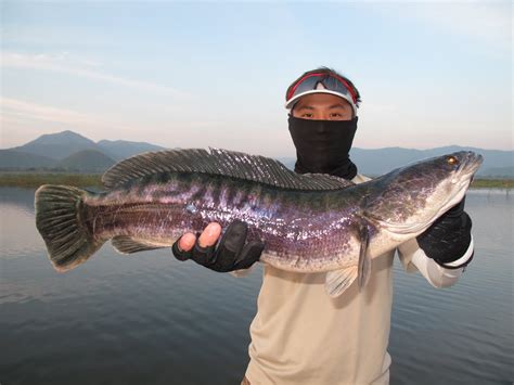 Thailand Giant Snakehead (Toman) And Wild Fishing.: Wild Giant Snakehead aka Toman Fishing In ...