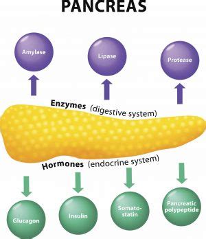 Pancreatic Neuroendocrine Cancer vs. Pancreatic Cancer - NETRF